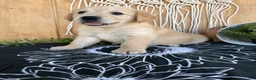 Golden Retriever dogs for sale: Grace - Ad 4