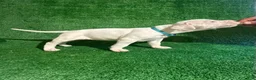 Dogo Argentino dogs for sale: Blue female - Ad 4