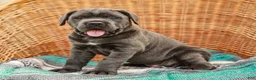 Cane Corso dogs for sale: Alaska (Champion Bloodline) - Ad 6