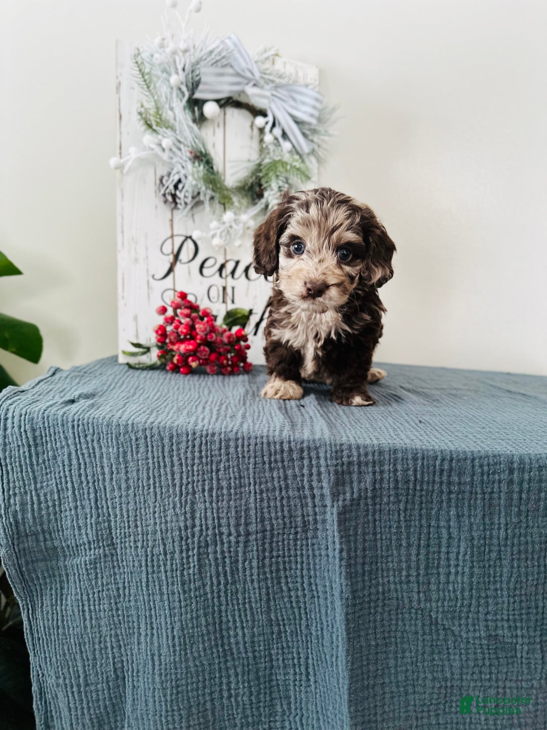 Mixed Breed dogs for sale: Dasher - Ad 3