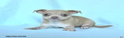 Chihuahua dogs for sale: Otis - Ad 2