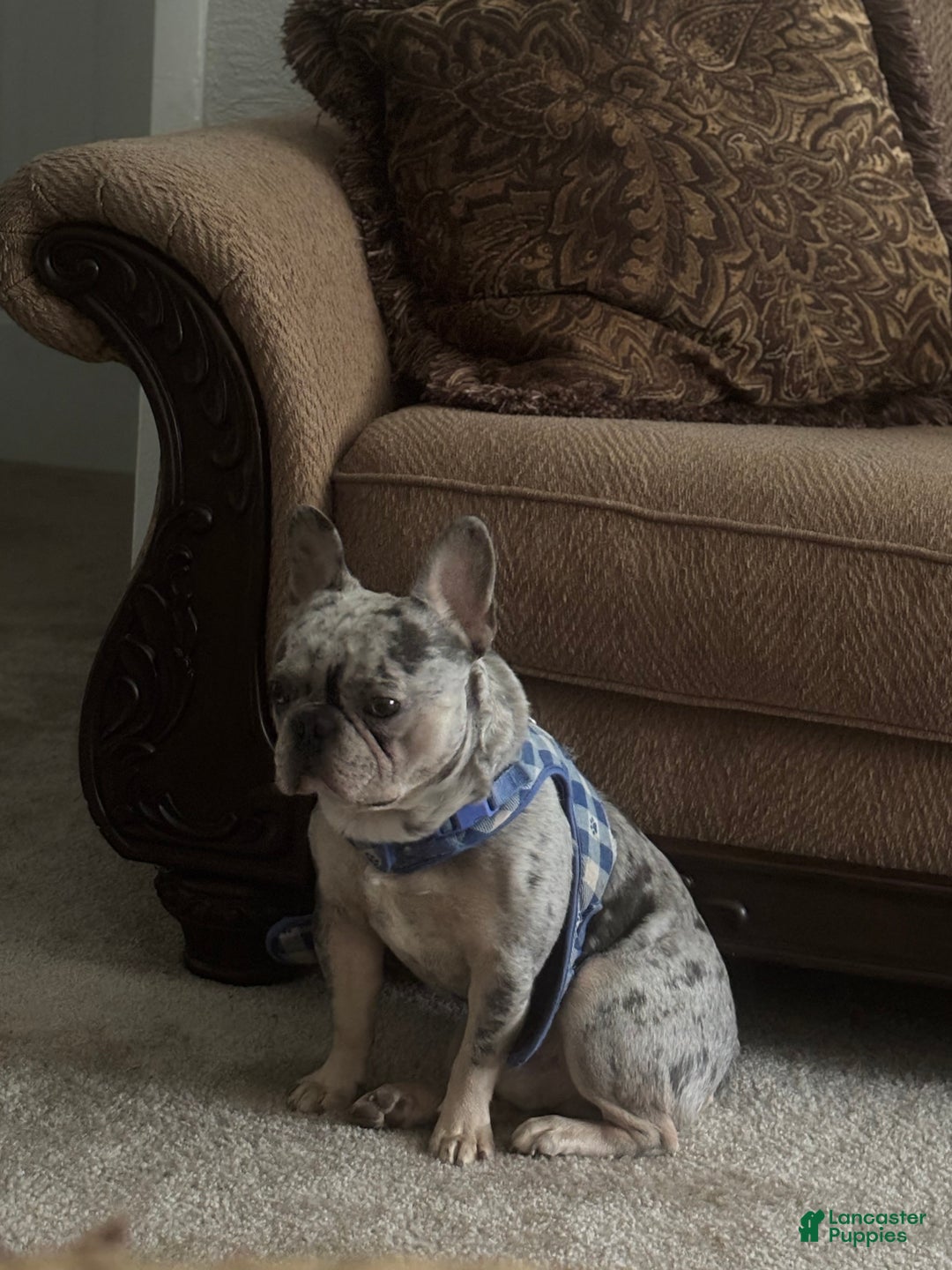 French Bulldog dogs for stud: Percy - Ad 2