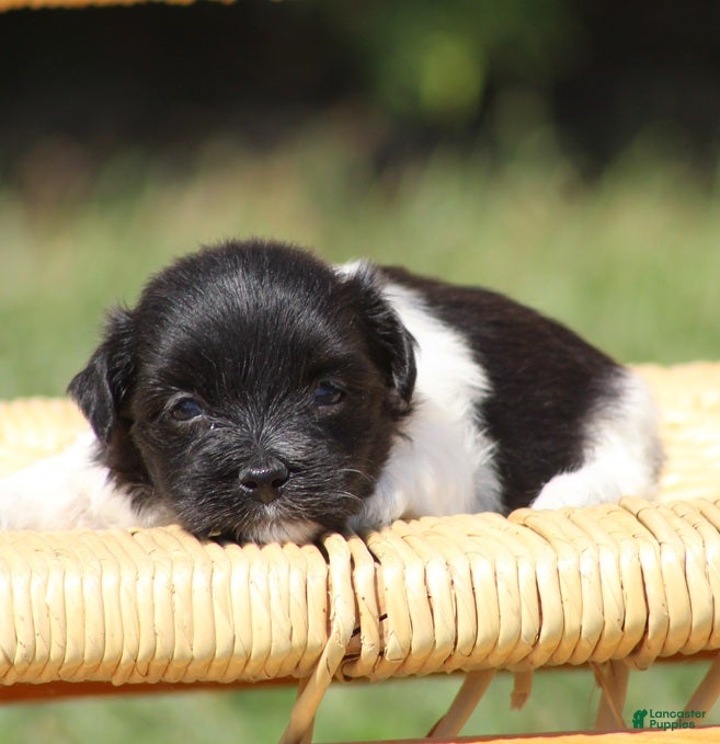 Havanese dogs Dixie - Ad 1
