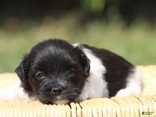 Havanese dogs Dixie - Ad 1