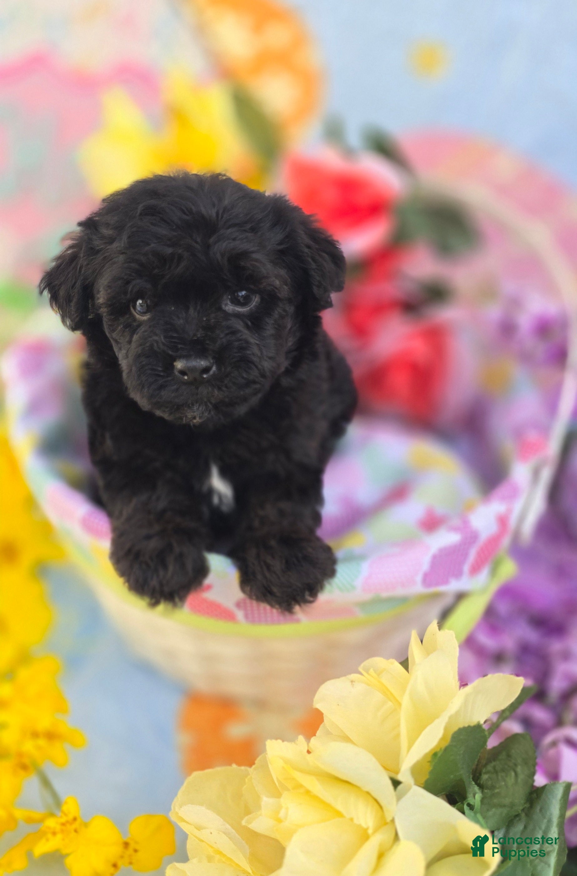 Mixed Breed dogs Noodle - Ad 1