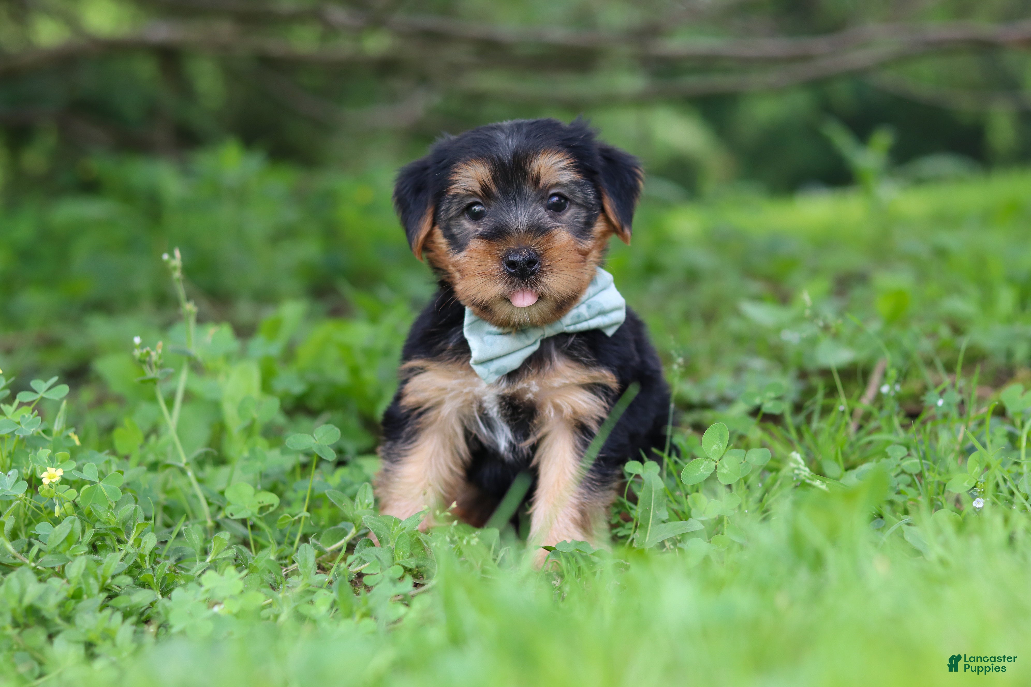 Morkie dogs Marcus - Ad 2