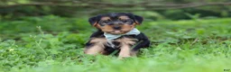 Morkie dogs for sale: Marcus - Ad 2