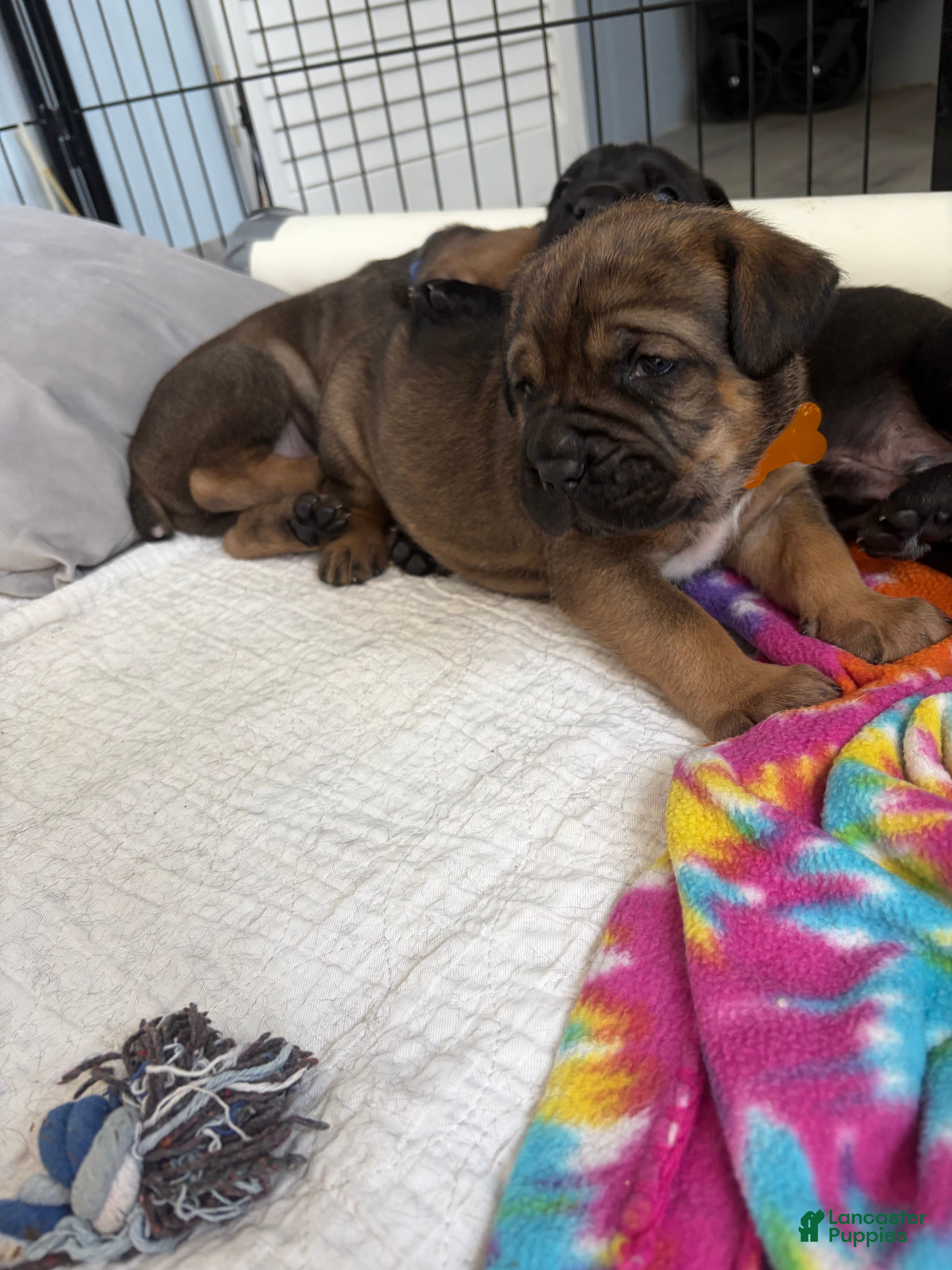 Cane Corso dogs Cane Corso 8 - Ad 29
