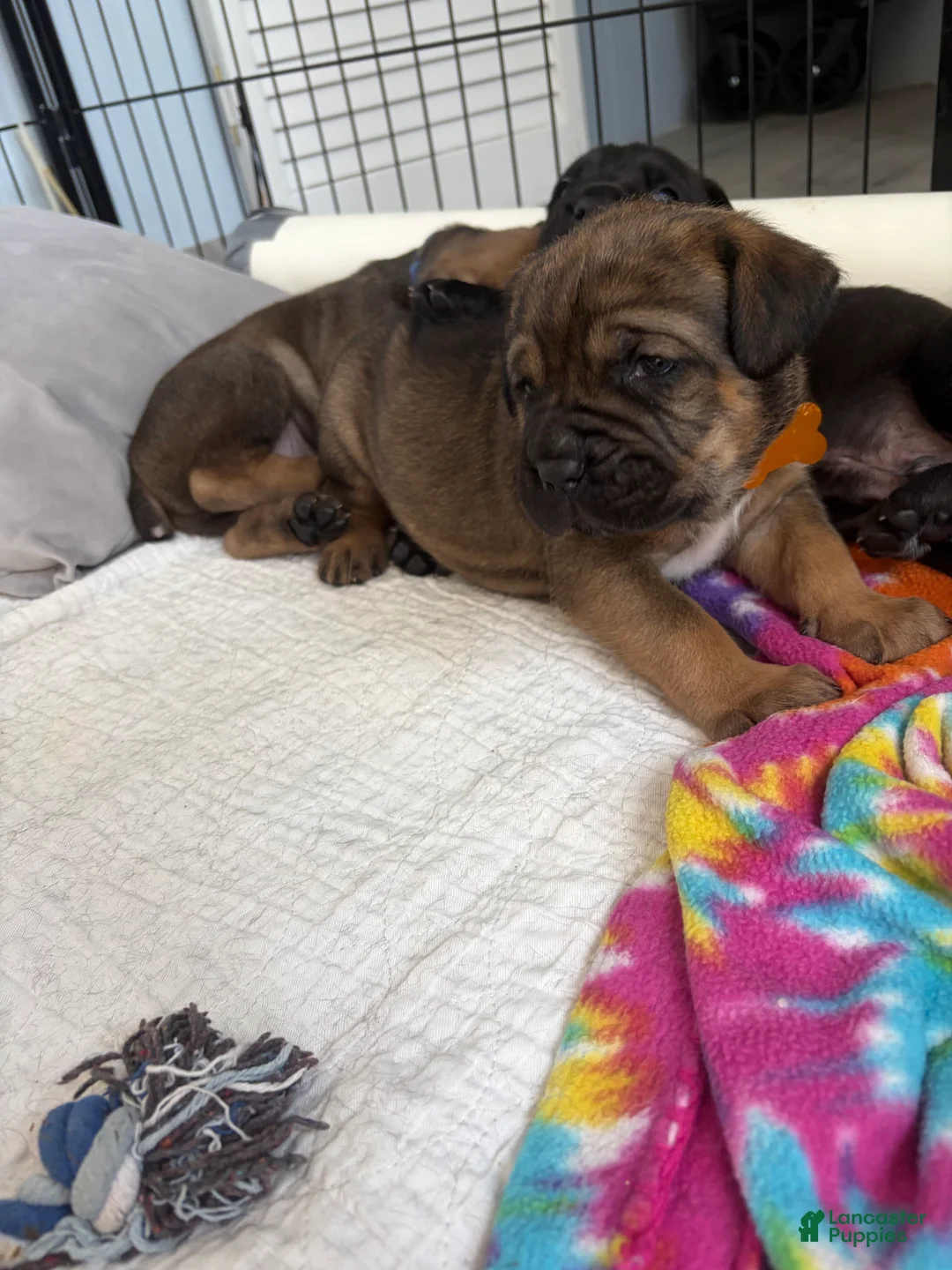 Cane Corso dogs for sale: Cane Corso 8 - Ad 1