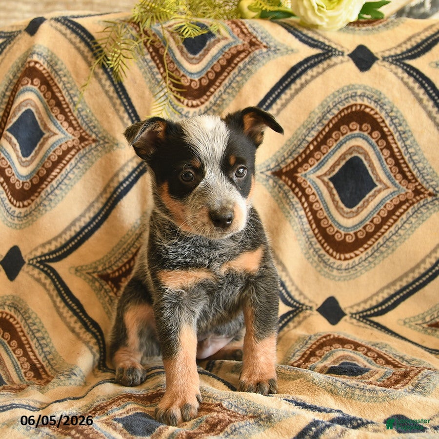 Australian Cattle Dog dogs Lucky  - Ad 1