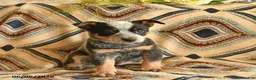 Australian Cattle Dog dogs for sale: Lucky  - Ad 1