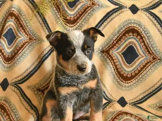 Australian Cattle Dog dogs for sale: Lucky - Ad 3