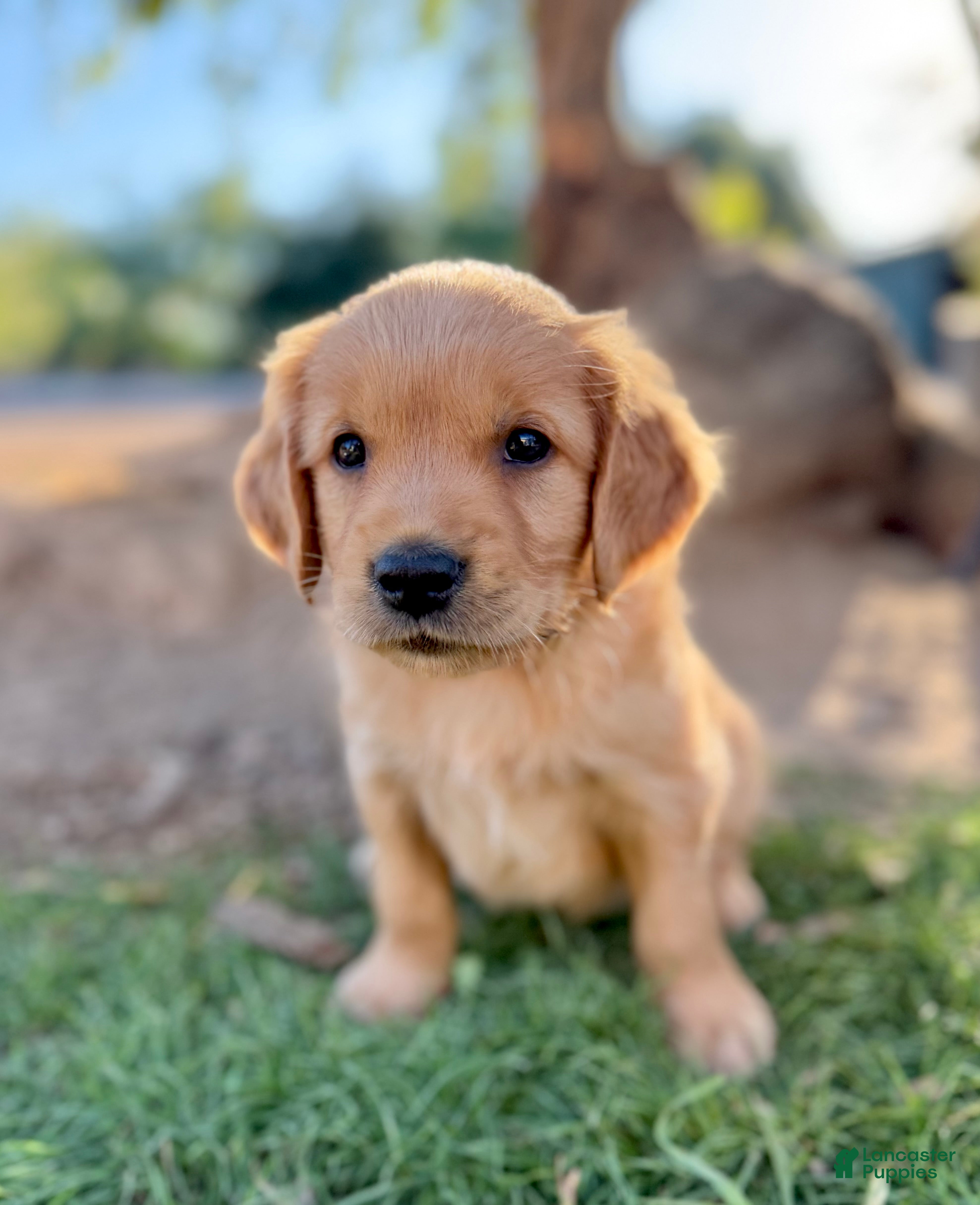 Golden Retriever dogs Golden Retriever 6 - Ad 30