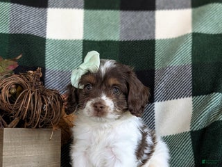 Cockapoo dogs - Ad 17