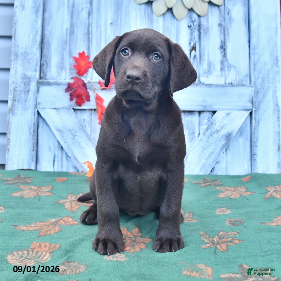 Labrador Retriever dogs Lulu - Ad 2