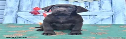 Labrador Retriever dogs for sale: Lulu - Ad 2