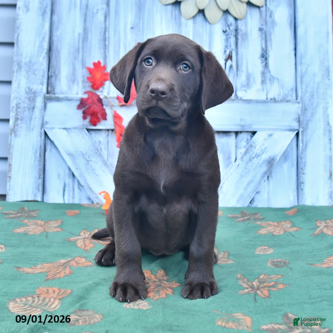 Labrador Retriever dogs for sale: Lulu - Ad 2