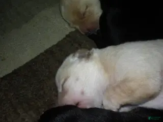 Labrador Retriever dogs cody - Ad 11