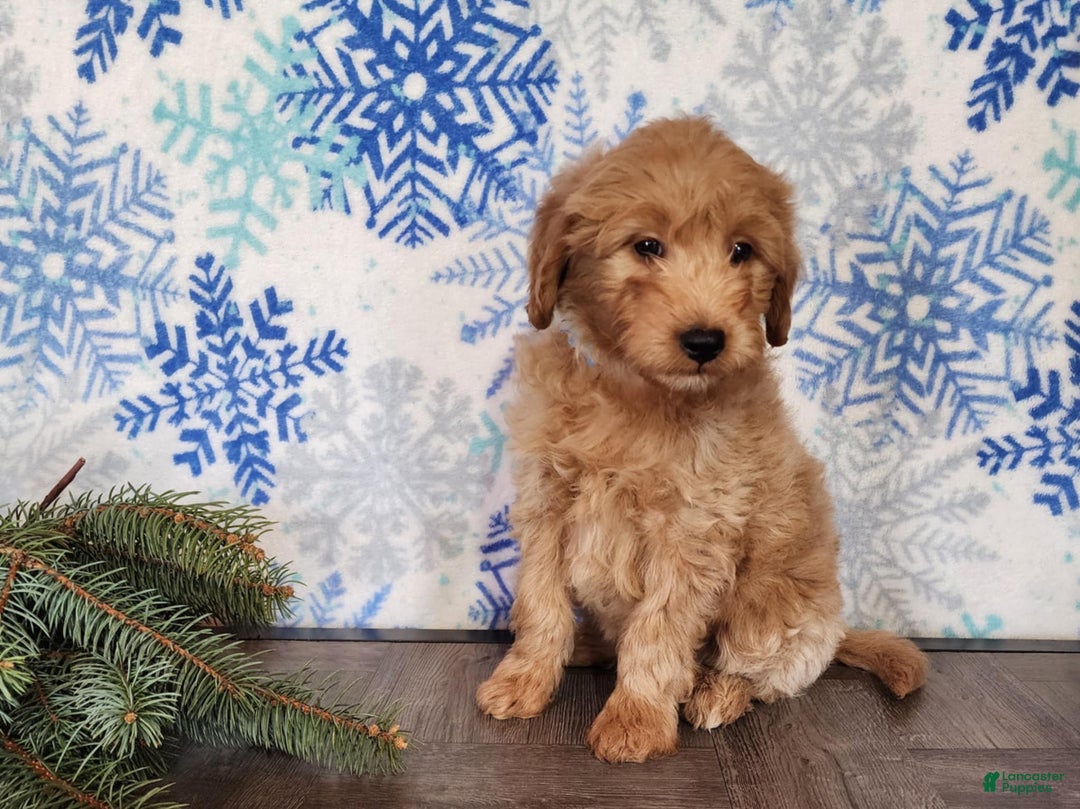 Mini Goldendoodle dogs for sale: Reno - Ad 18