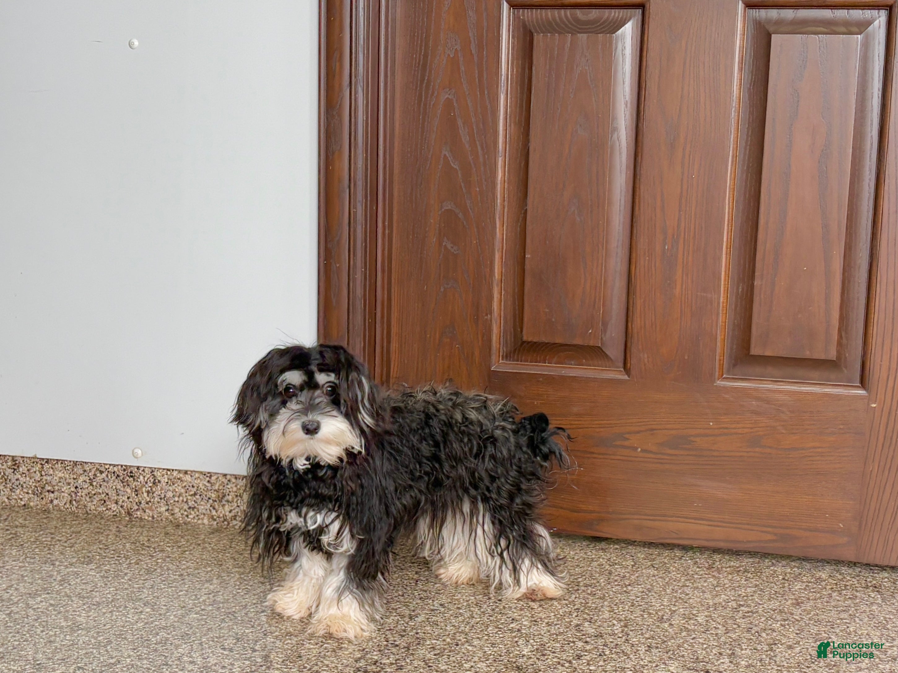 Mixed Breed dogs Hannah - Ad 2