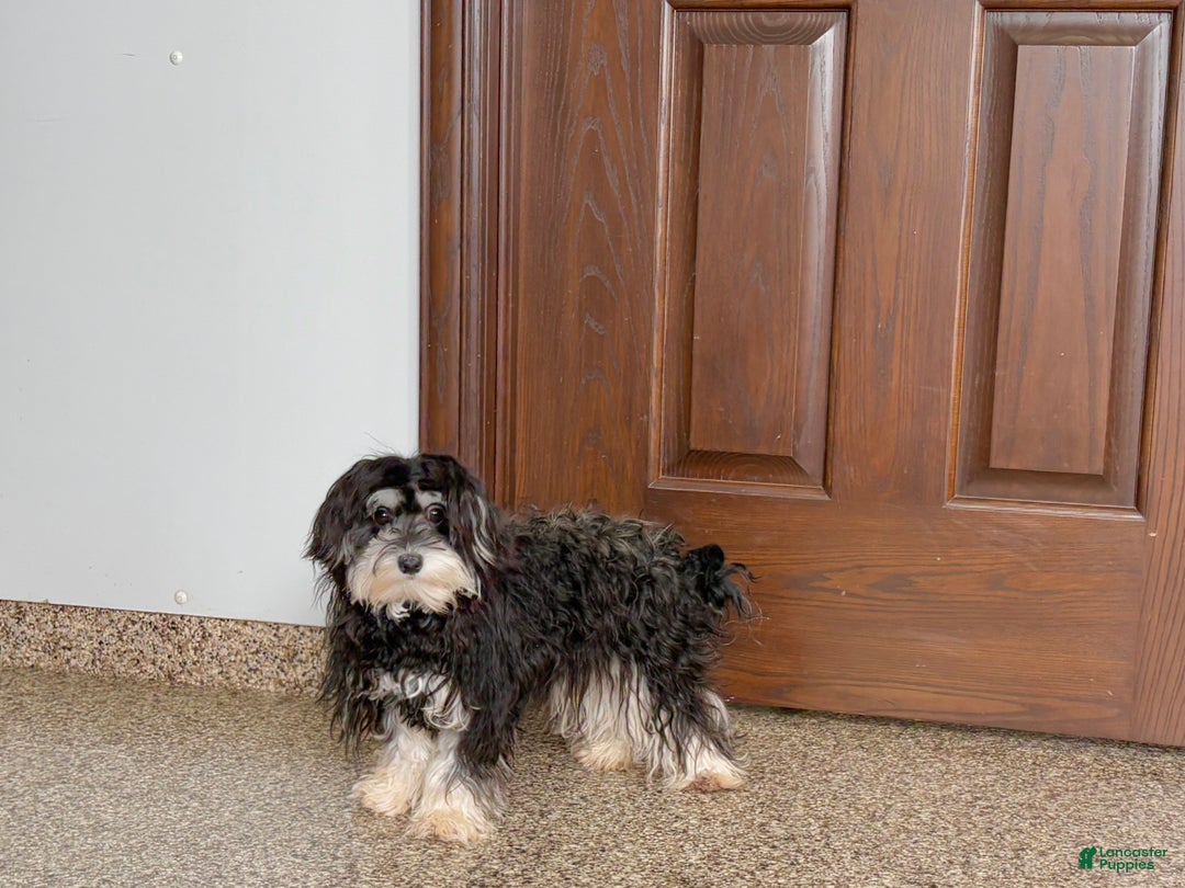 Mixed Breed dogs for sale: Hannah - Ad 2