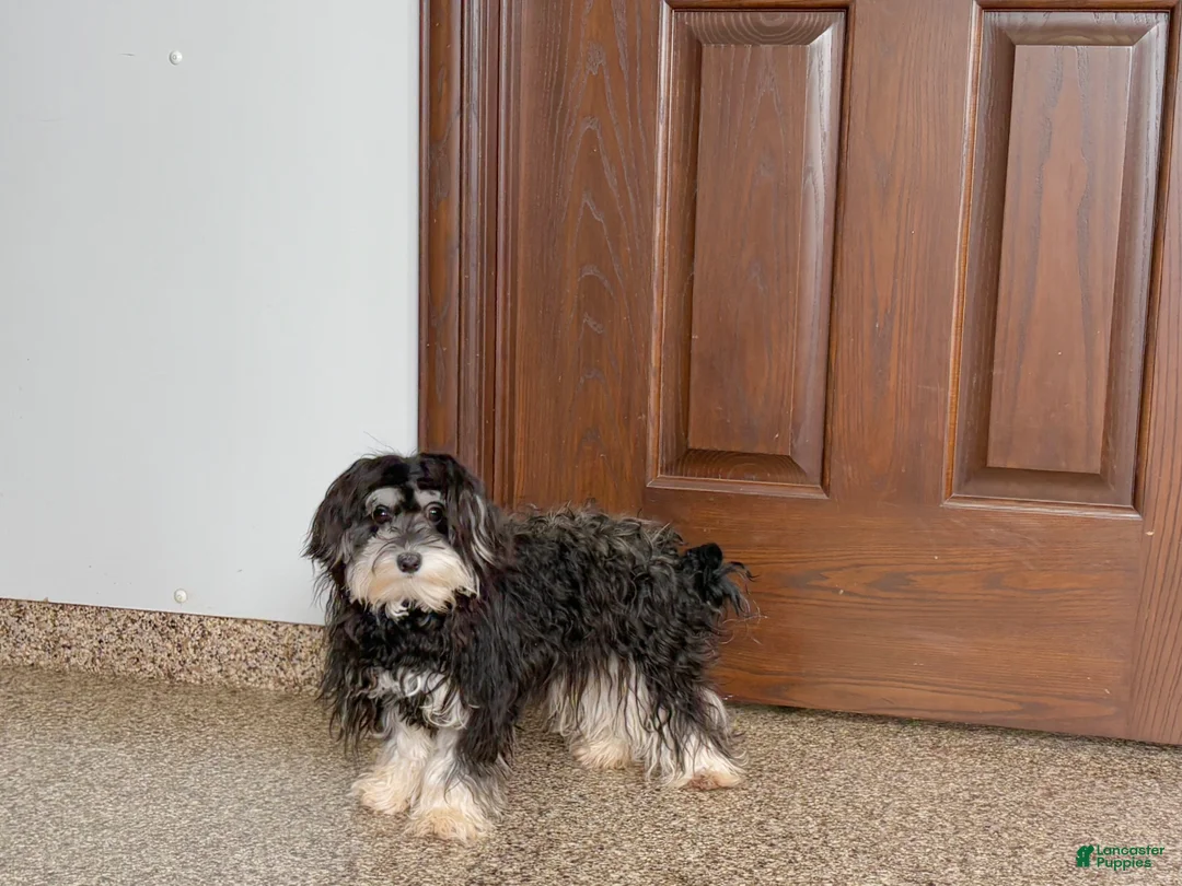 Mixed Breed dogs for sale: Hannah - Ad 2