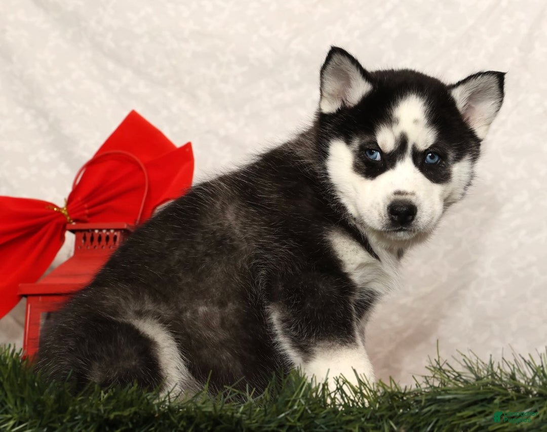 Siberian Husky dogs for sale: Dancer - Ad 3