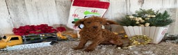 Toy Poodle dogs for sale: Popper - Ad 4
