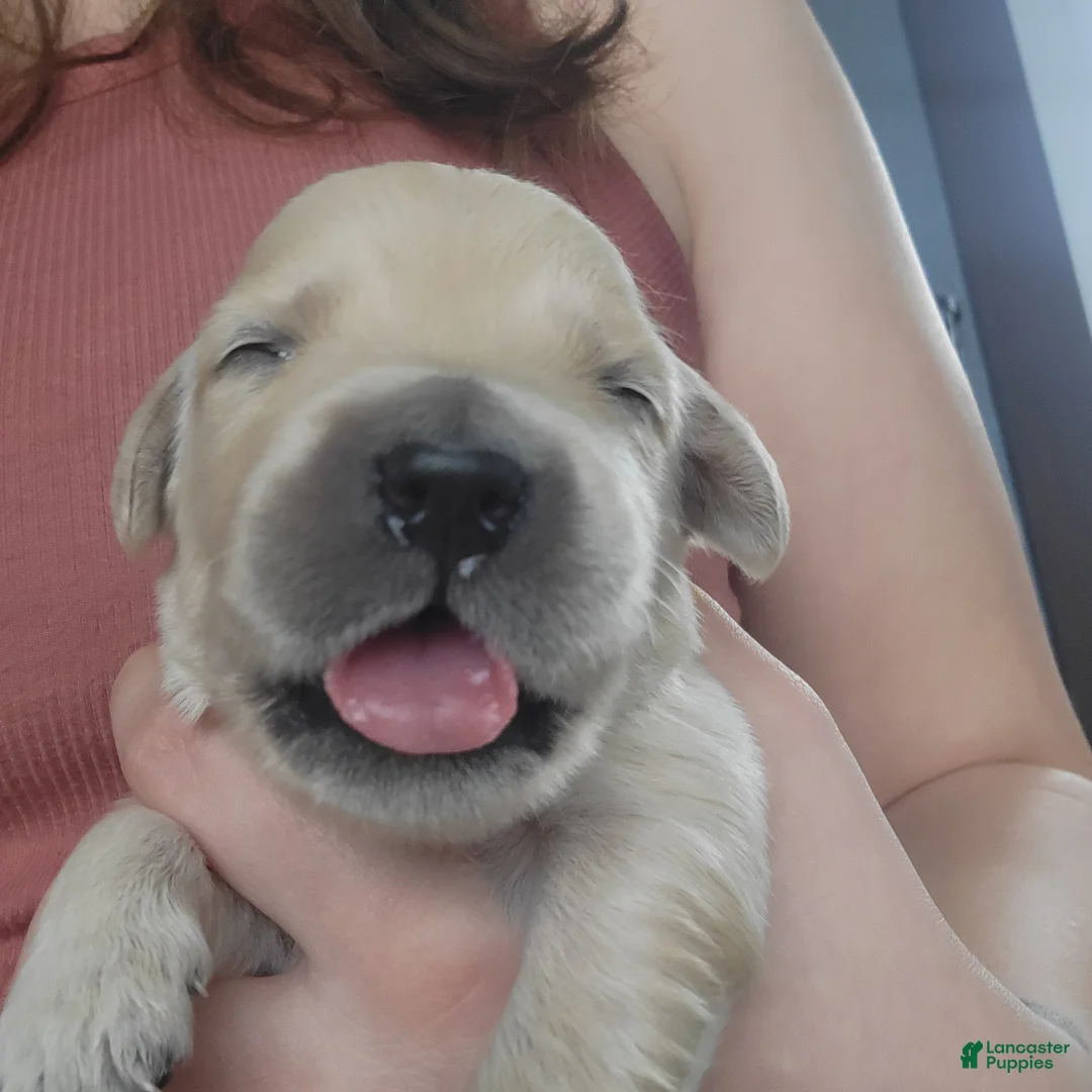 Golden Retriever dogs for sale: Chex - Ad 3