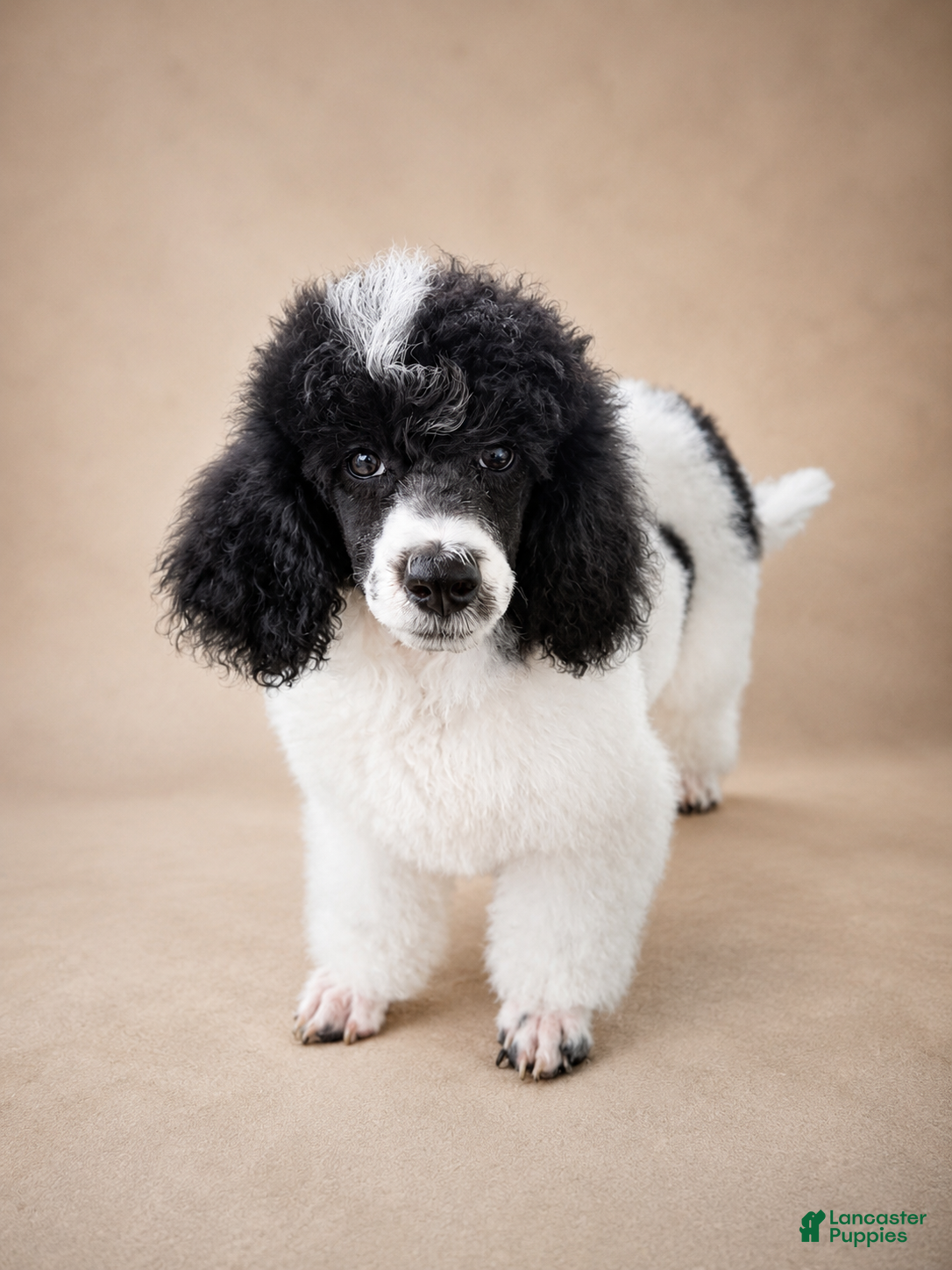 Miniature Poodle dogs Meadow - Ad 1