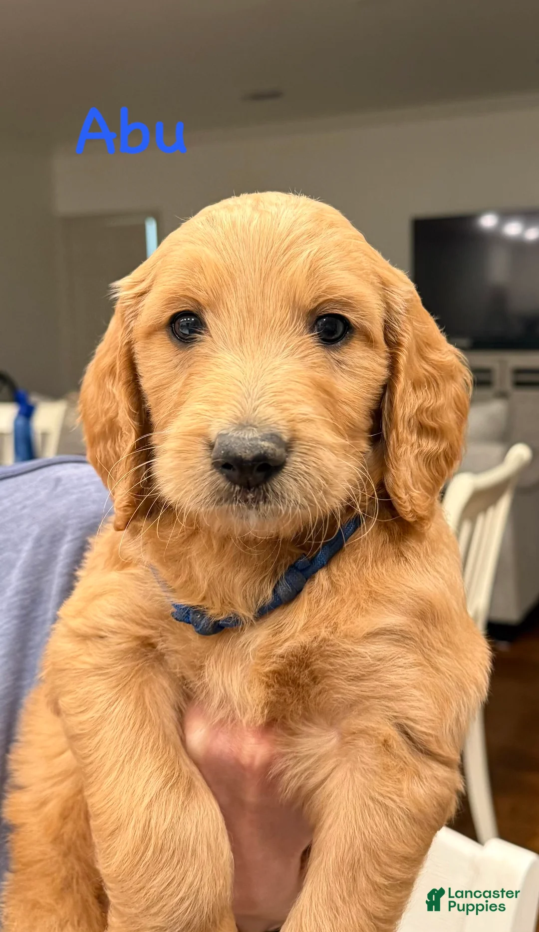Goldendoodle dogs for sale: Goldendoodle Puppy 4 - Ad 1