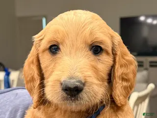 Goldendoodle dogs Goldendoodle Puppy 4 - Ad 27