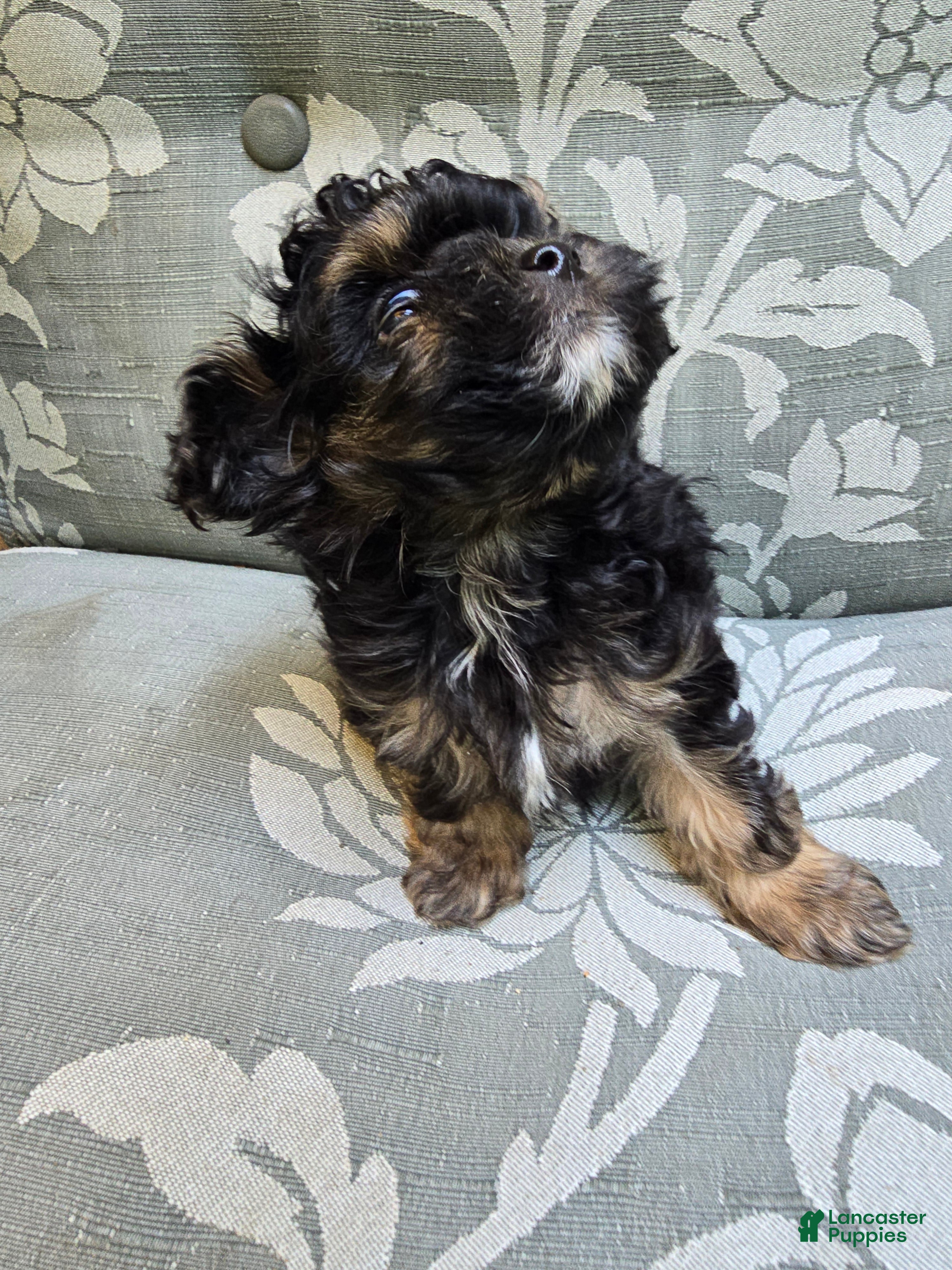 Maltipoo dogs Maltipoo Puppy 1 - Ad 1