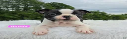 Boston Terrier dogs for sale: Hannah - Ad 6