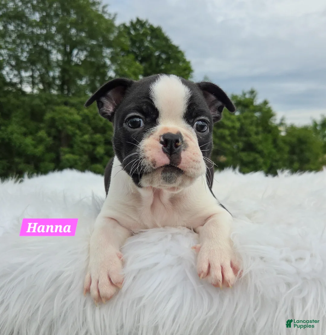 Boston Terrier dogs for sale: Hannah - Ad 6