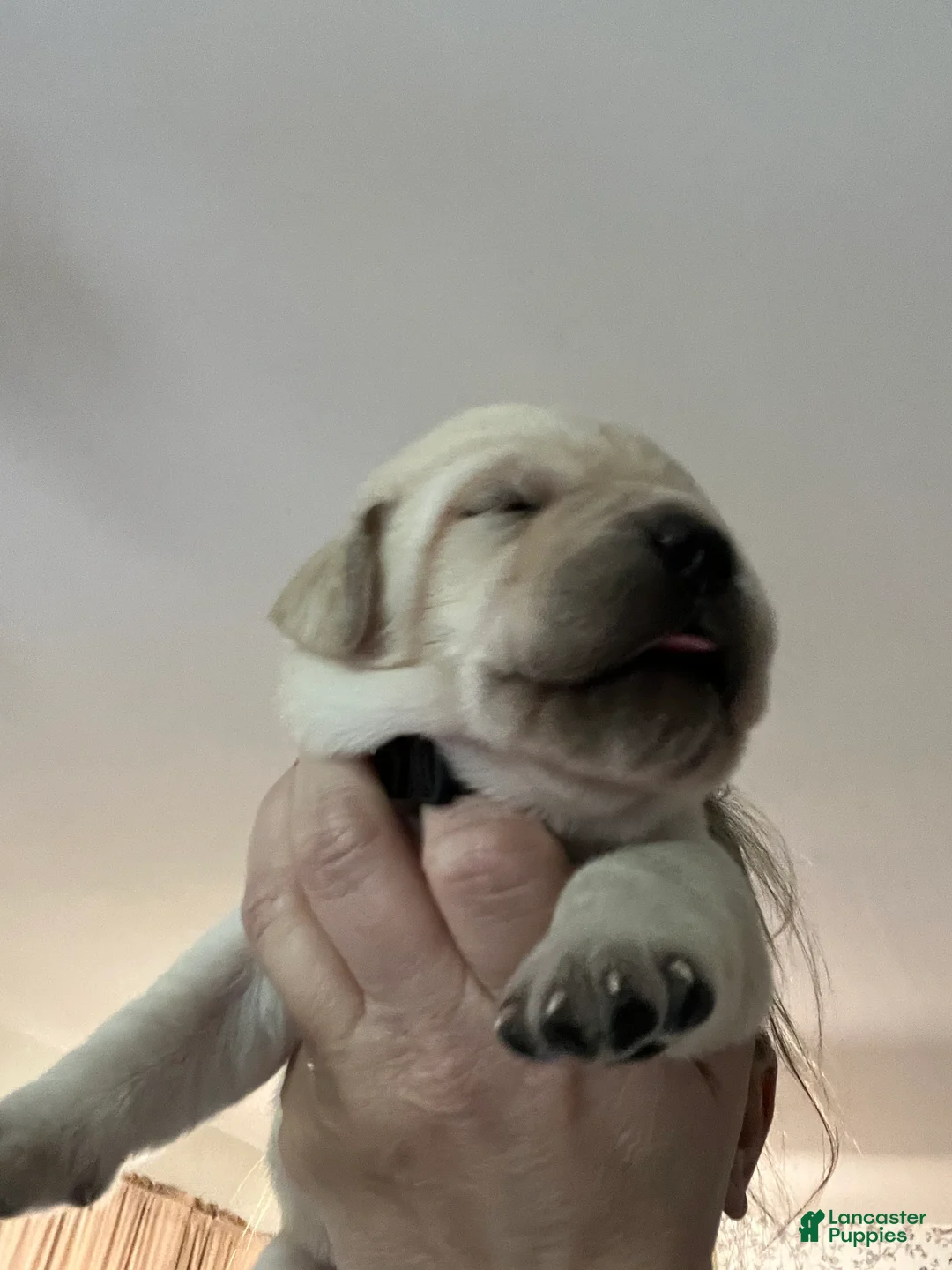 Labrador Retriever dogs for sale: Sheriff - Ad 1