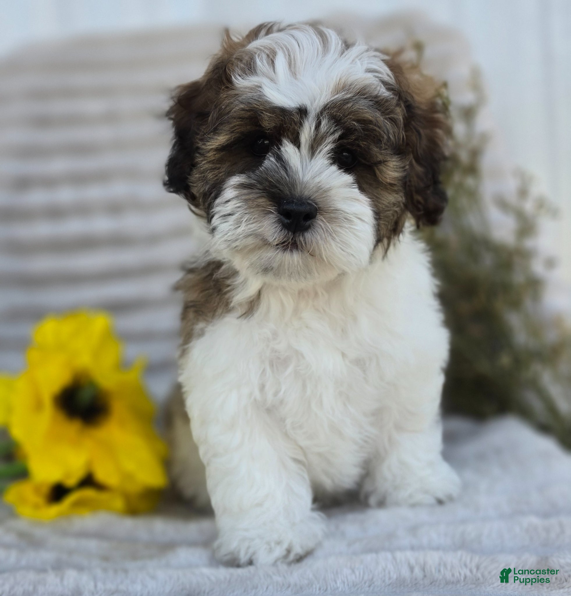Shihpoo dogs Scout - Ad 2