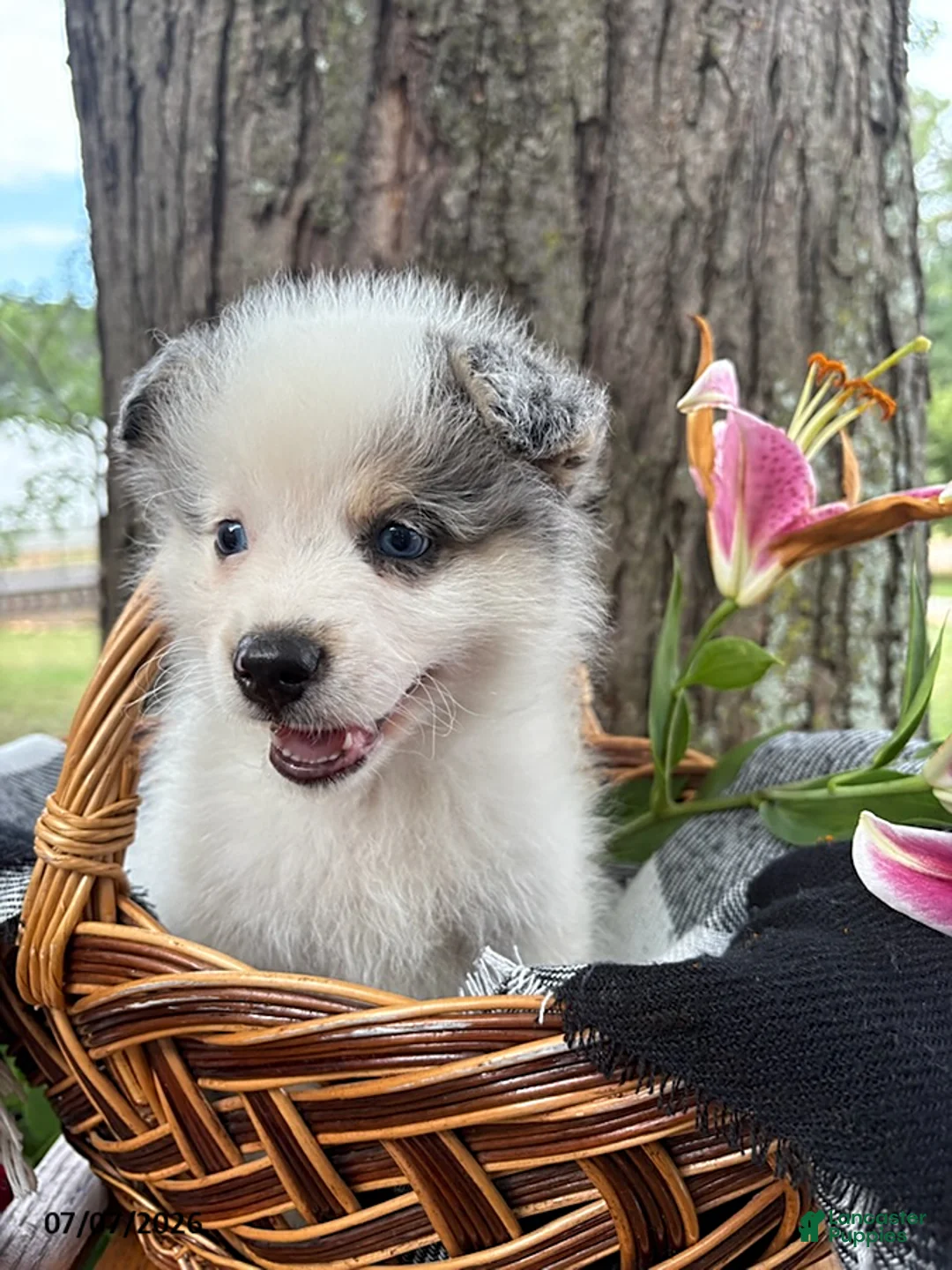 Mixed Breed dogs for sale: Layla - Ad 4