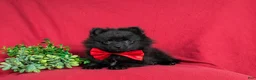 Pomeranian dogs for sale: Malloy 9 lbs Full Grown - Ad 6