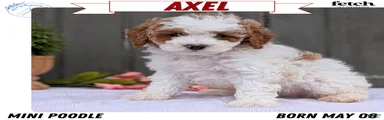 Axel