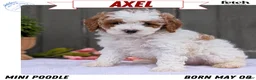 Miniature Poodle dogs for sale: Axel - Ad 1