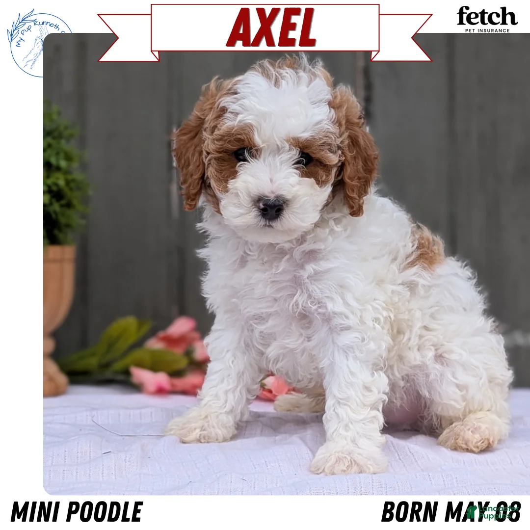 Miniature Poodle dogs for sale: Axel - Ad 1