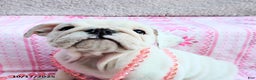 English Bulldog dogs for sale: Rayna - Ad 21