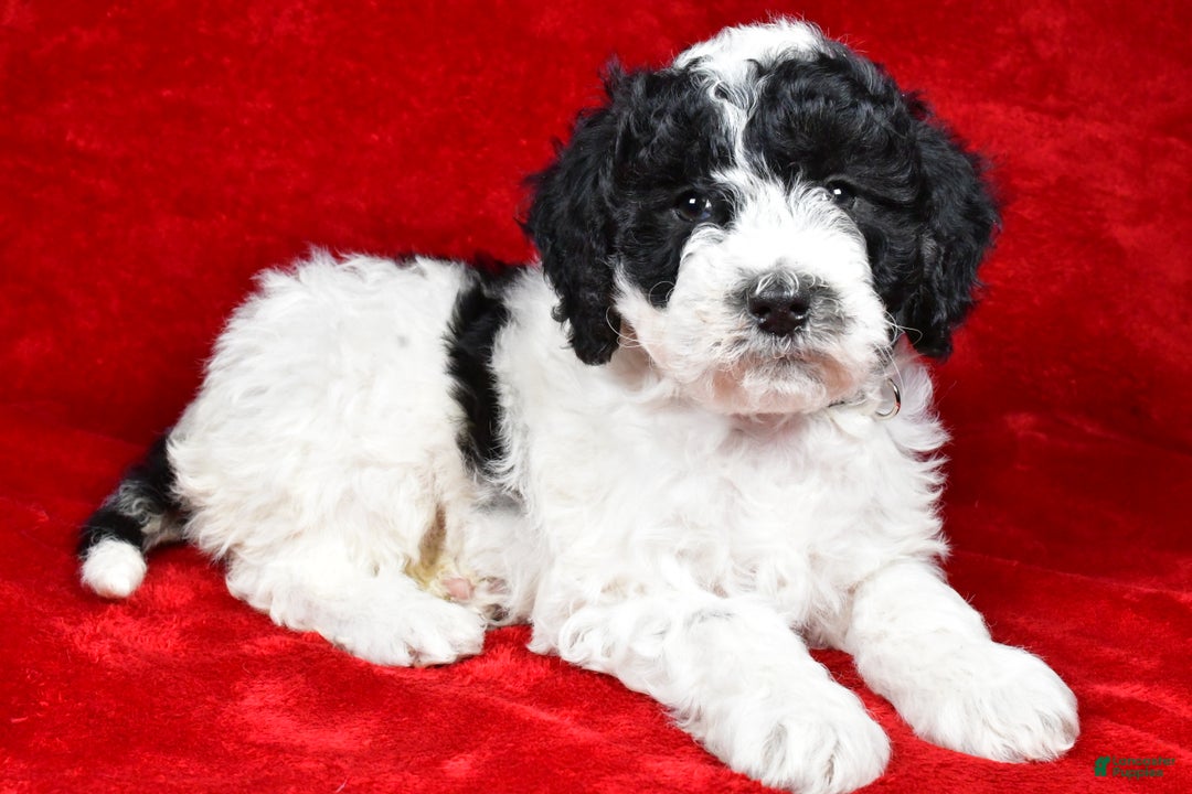 Mixed Breed dogs for sale: Sophie  - Ad 2