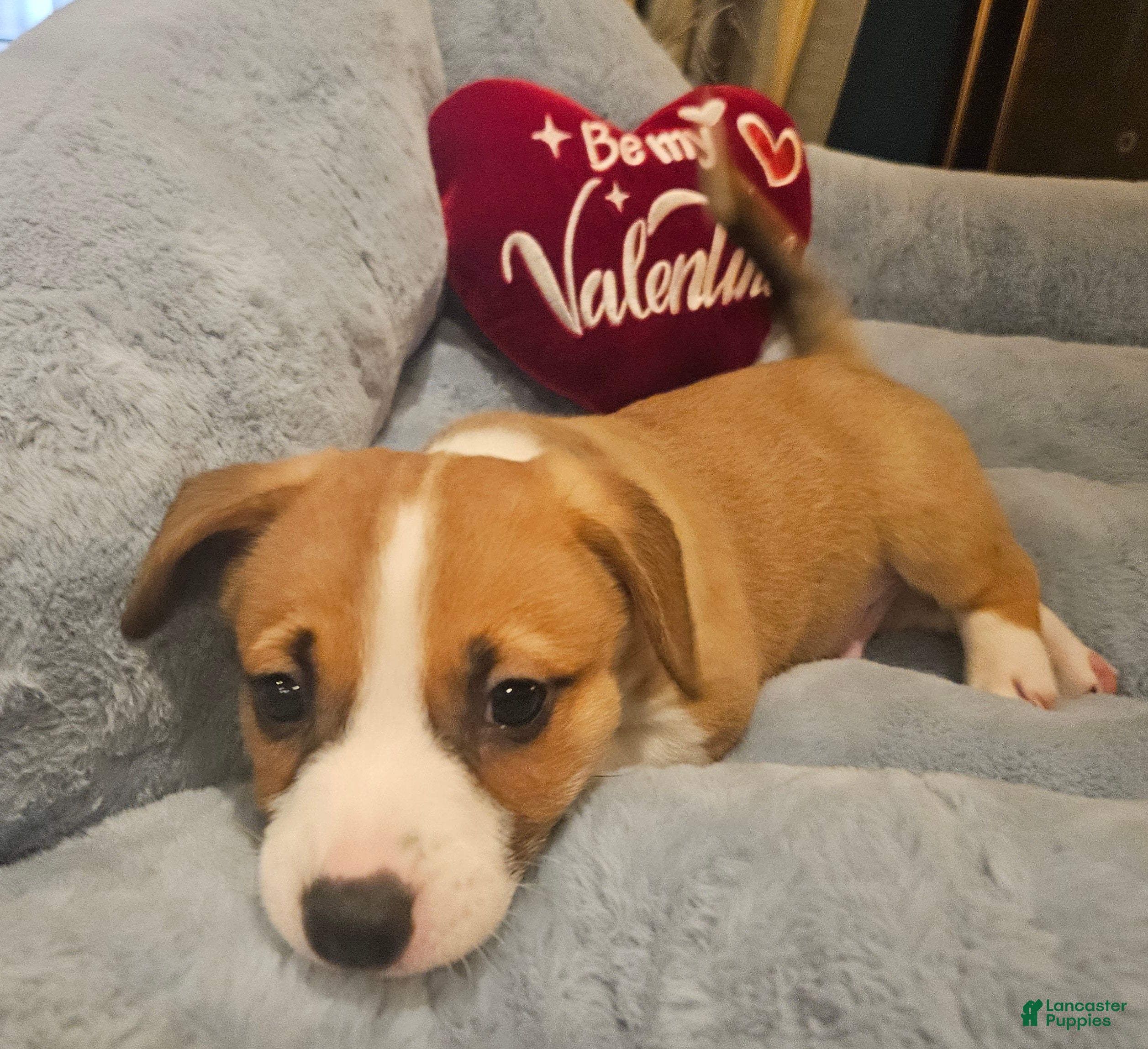 Mixed Breed dogs Indiana Jones - Ad 34