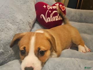 Mixed Breed dogs Indiana Jones - Ad 34