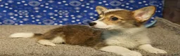 Welsh Corgi Pembroke dogs for sale: Mocha - Ad 3