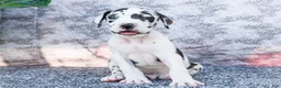 Great Dane dogs for sale: Dirk - Ad 10