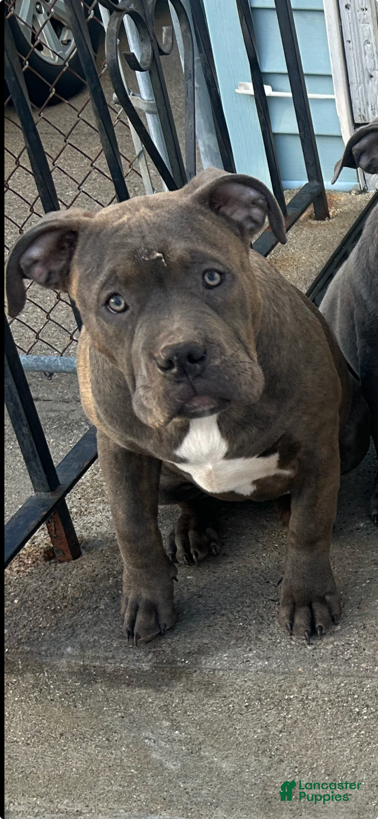 American Bully dogs American Bully Puppy 2 - Ad 18