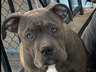 American Bully dogs American Bully Puppy 2 - Ad 18